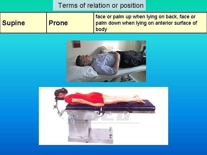  Terms of relation or position Supine Prone face or palm up when lying