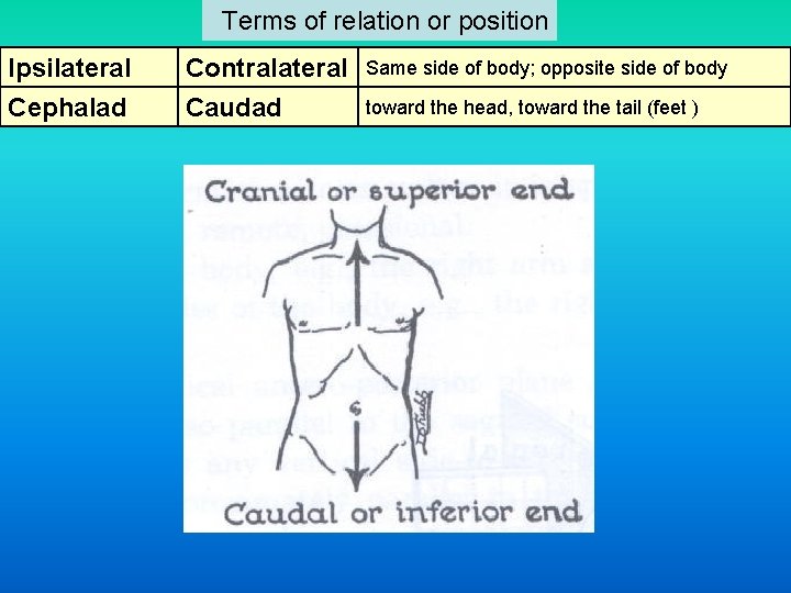  Terms of relation or position Ipsilateral Contralateral Same side of body; opposite side