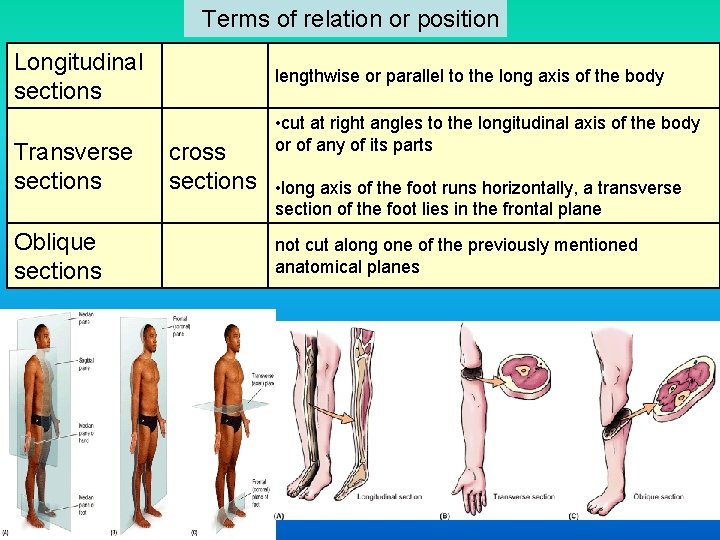  Terms of relation or position Longitudinal sections Transverse sections Oblique sections lengthwise or