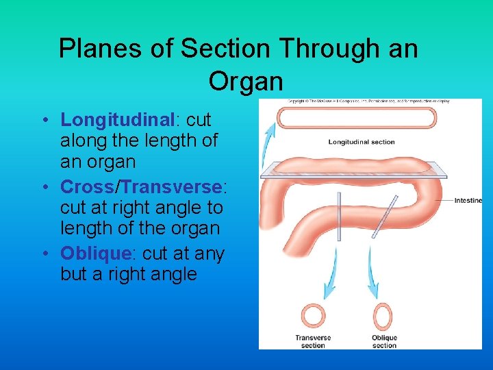 Planes of Section Through an Organ • Longitudinal: cut along the length of an