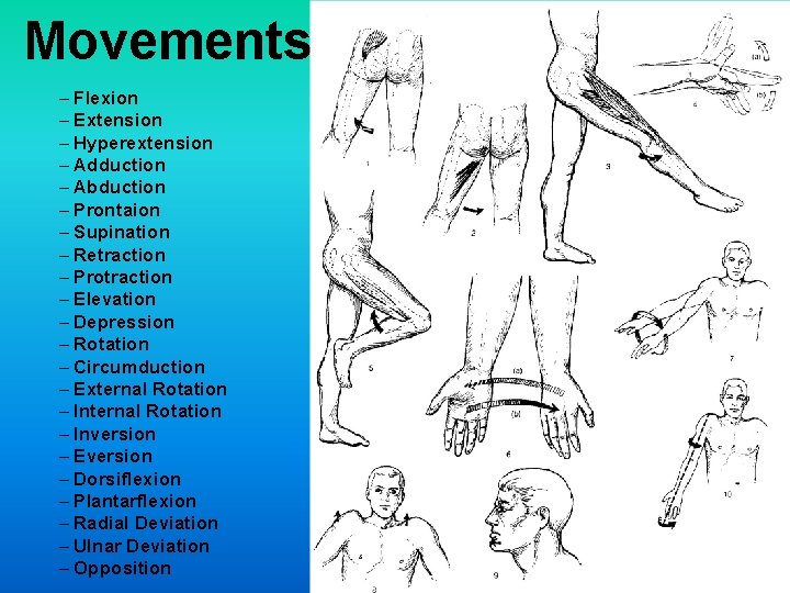 Movements – Flexion – Extension – Hyperextension – Adduction – Abduction – Prontaion – Movements – Flexion – Extension – Hyperextension – Adduction – Abduction – Prontaion –