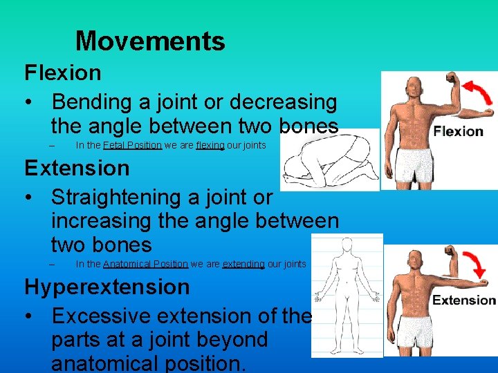 Movements Flexion • Bending a joint or decreasing the angle between two bones –