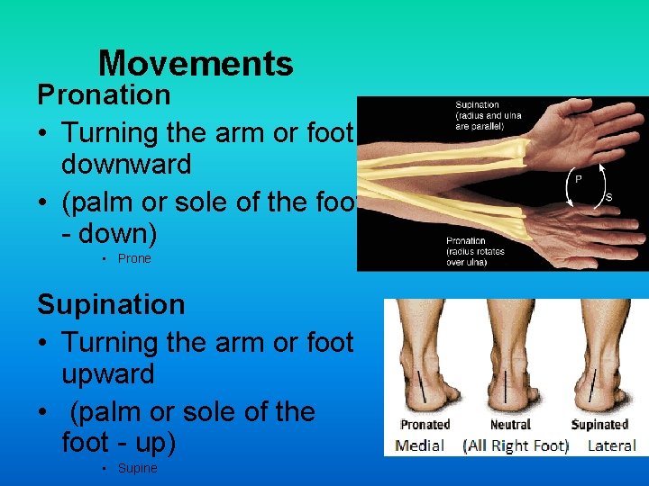 Movements Pronation • Turning the arm or foot downward • (palm or sole of