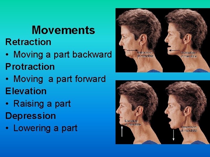 Movements Retraction • Moving a part backward Protraction • Moving a part forward Elevation Movements Retraction • Moving a part backward Protraction • Moving a part forward Elevation