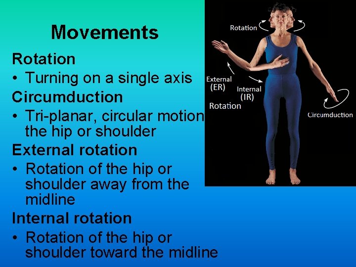 Movements Rotation • Turning on a single axis Circumduction • Tri-planar, circular motion at Movements Rotation • Turning on a single axis Circumduction • Tri-planar, circular motion at