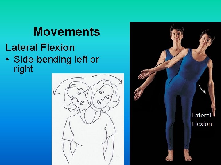 Movements Lateral Flexion • Side-bending left or right 