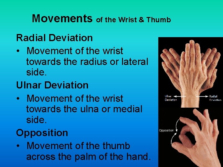 Movements of the Wrist & Thumb Radial Deviation • Movement of the wrist towards