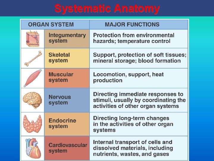 Systematic Anatomy 