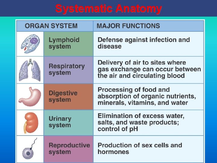 Systematic Anatomy 