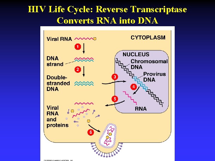 HIV Life Cycle: Reverse Transcriptase Converts RNA into DNA 