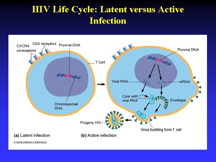 HIV Life Cycle: Latent versus Active Infection 
