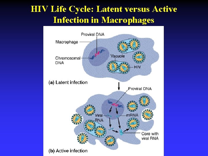 HIV Life Cycle: Latent versus Active Infection in Macrophages 