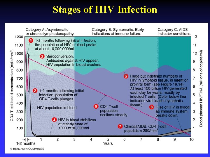 Stages of HIV Infection 