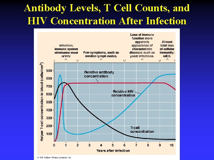 Antibody Levels, T Cell Counts, and HIV Concentration After Infection 