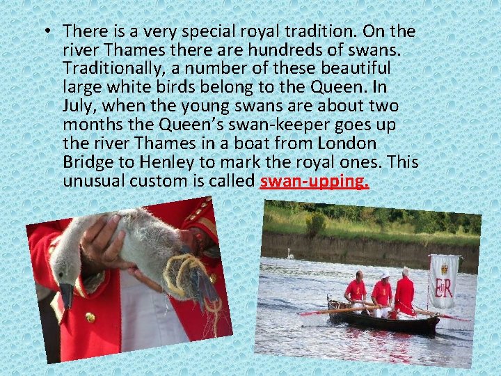  • There is a very special royal tradition. On the river Thames there