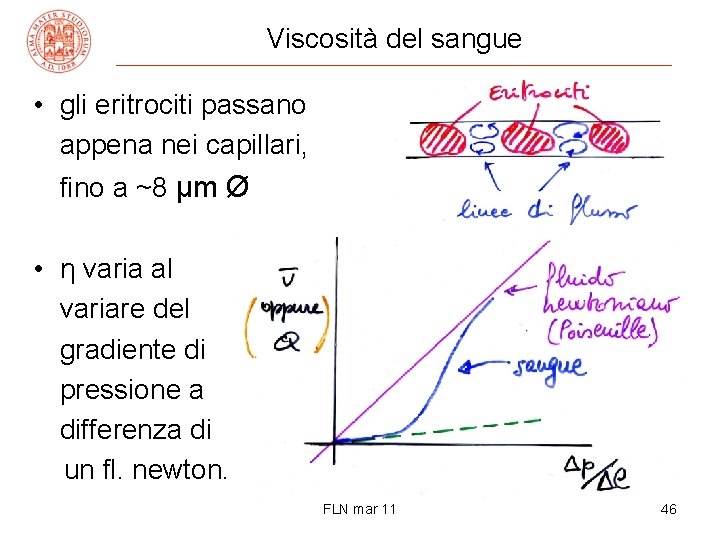 Viscosità del sangue • gli eritrociti passano appena nei capillari, fino a ~8 μm