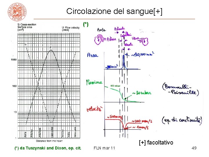 Circolazione del sangue[+] (*) 150 mbar [+] facoltativo (*) da Tuszynski and Dixon, op.