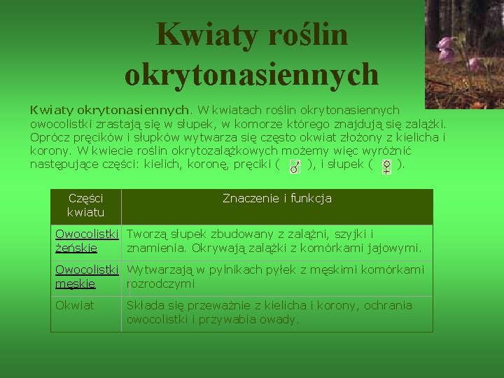 Kwiaty roślin okrytonasiennych Kwiaty okrytonasiennych. W kwiatach roślin okrytonasiennych owocolistki zrastają się w słupek,