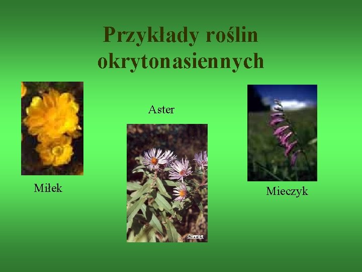 Przykłady roślin okrytonasiennych Aster Miłek Mieczyk 