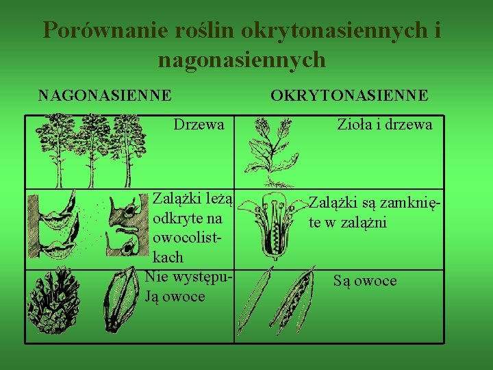 Porównanie roślin okrytonasiennych i nagonasiennych NAGONASIENNE OKRYTONASIENNE Drzewa Zalążki leżą odkryte na owocolistkach Nie