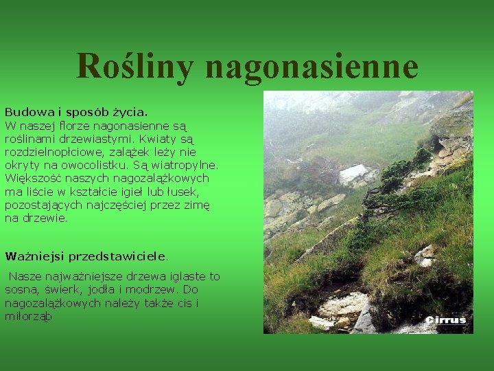 Rośliny nagonasienne Budowa i sposób życia. W naszej florze nagonasienne są roślinami drzewiastymi. Kwiaty