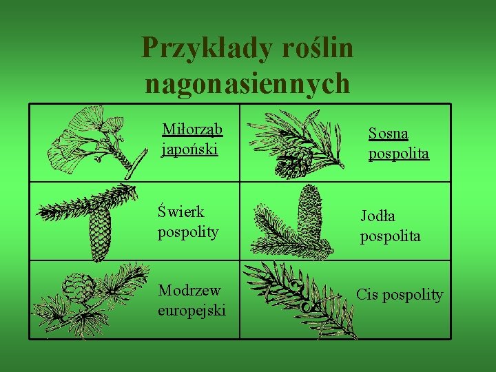 Przykłady roślin nagonasiennych Miłorząb japoński Sosna pospolita Świerk pospolity Jodła pospolita Modrzew europejski Cis