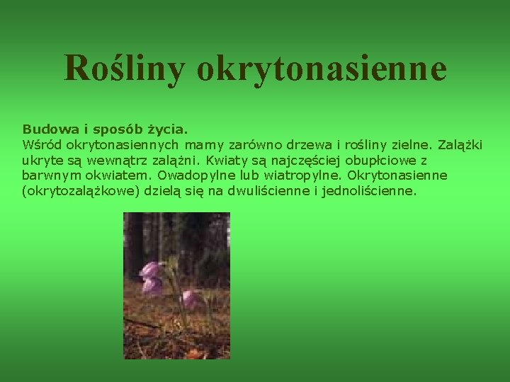 Rośliny okrytonasienne Budowa i sposób życia. Wśród okrytonasiennych mamy zarówno drzewa i rośliny zielne.