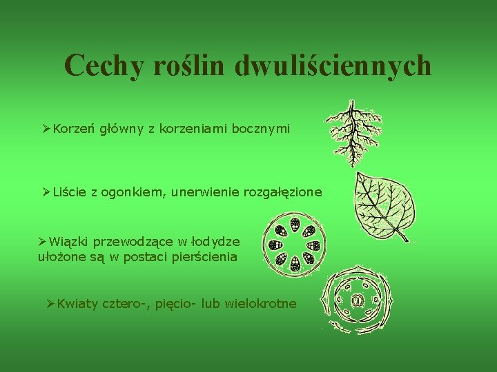 Cechy roślin dwuliściennych ØKorzeń główny z korzeniami bocznymi ØLiście z ogonkiem, unerwienie rozgałęzione ØWiązki