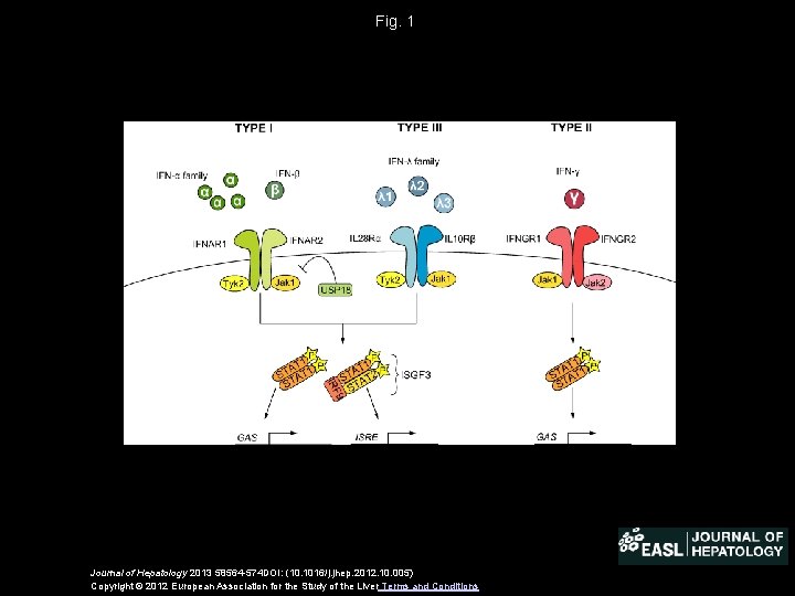 Fig. 1 Journal of Hepatology 2013 58564 -574 DOI: (10. 1016/j. jhep. 2012. 10.