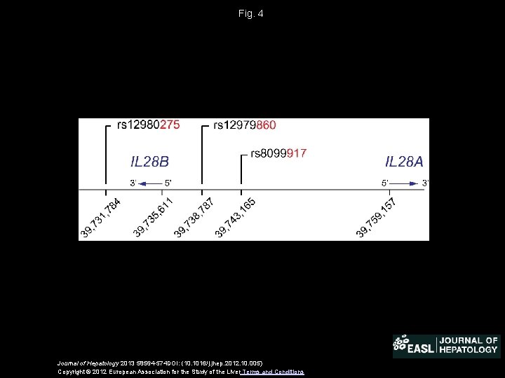 Fig. 4 Journal of Hepatology 2013 58564 -574 DOI: (10. 1016/j. jhep. 2012. 10.