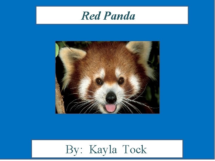 Red Panda By: Kayla Tock 