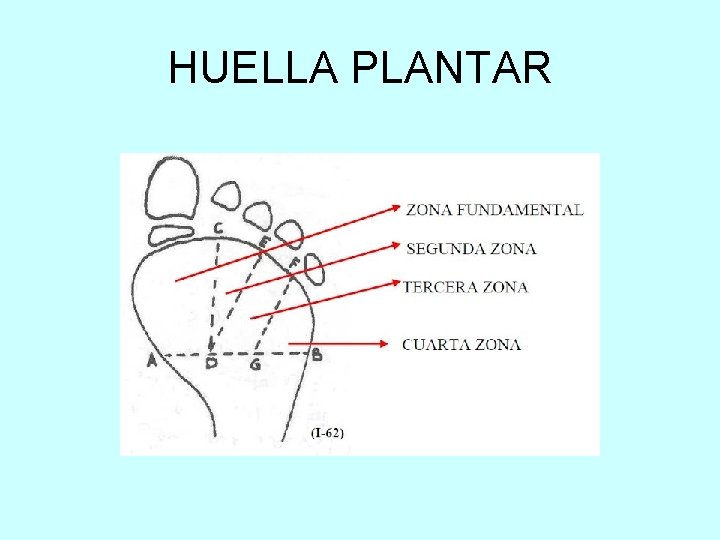 HUELLA PLANTAR 