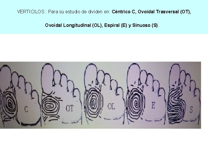 VERTICILOS : Para su estudio de dividen en: Céntrico C, Ovoidal Trasversal (OT), Ovoidal