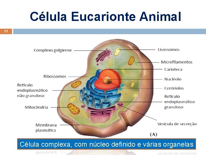 Célula Eucarionte Animal 11 Célula complexa, com núcleo definido e várias organelas Elab. :