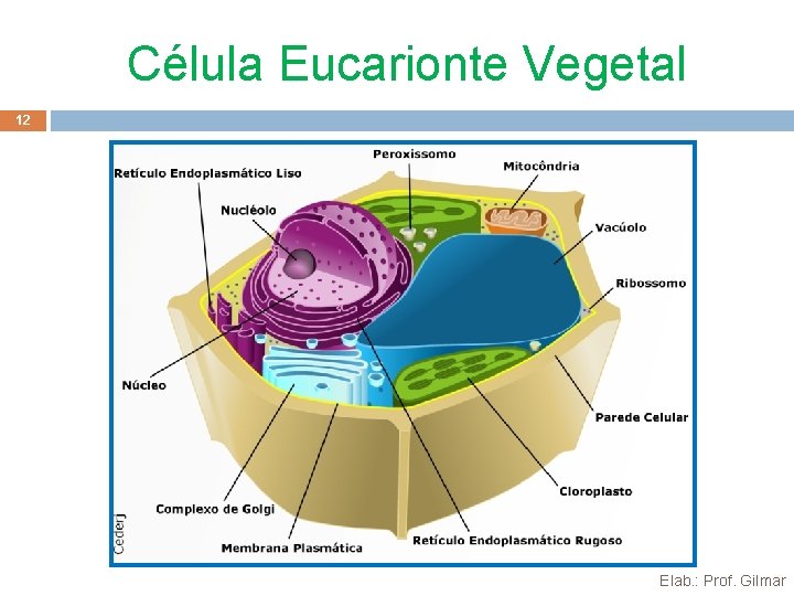 Célula Eucarionte Vegetal 12 Elab. : Prof. Gilmar 