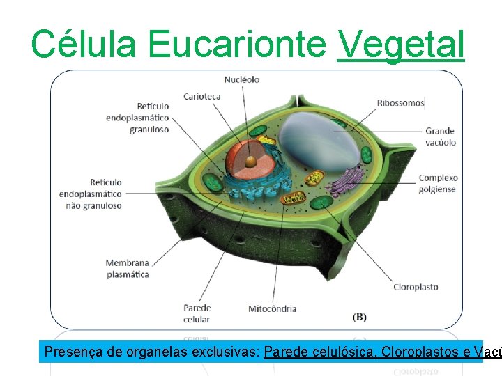 Célula Eucarionte Vegetal Presença de organelas exclusivas: Parede celulósica, Cloroplastos e Vacú 
