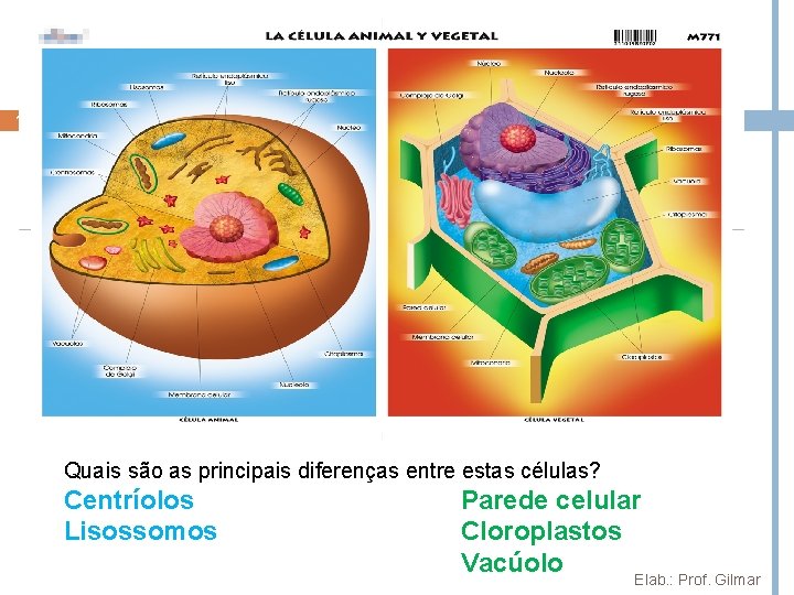 14 Quais são as principais diferenças entre estas células? Centríolos Lisossomos Parede celular Cloroplastos