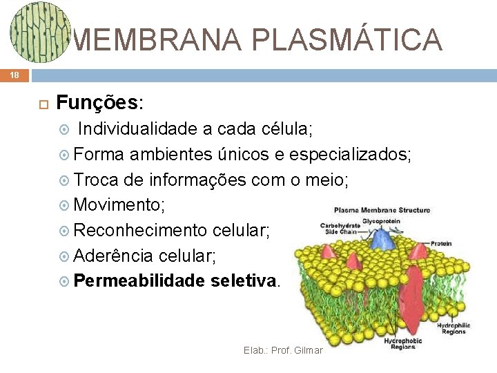 MEMBRANA PLASMÁTICA 18 Funções: Individualidade a cada célula; Forma ambientes únicos e especializados; Troca