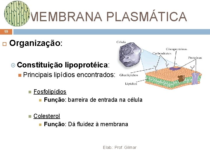 MEMBRANA PLASMÁTICA 19 Organização: Constituição lipoprotéica: Principais lipídios encontrados: Fosfolipídios Função: barreira de entrada