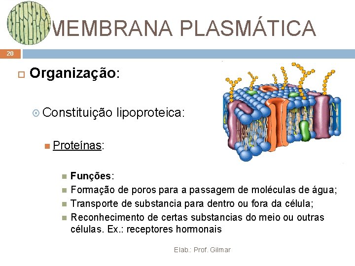 MEMBRANA PLASMÁTICA 20 Organização: Constituição lipoproteica: Proteínas: Funções: Formação de poros para a passagem