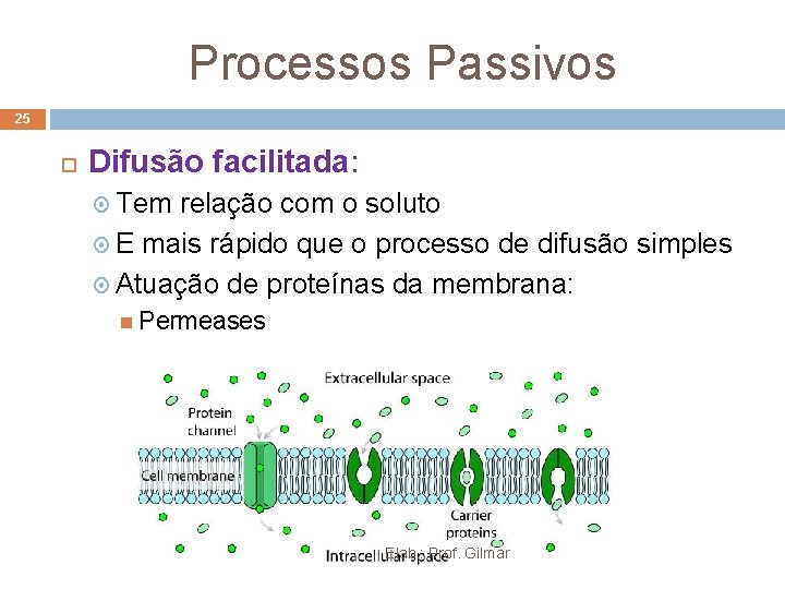 Processos Passivos 25 Difusão facilitada: Tem relação com o soluto E mais rápido que