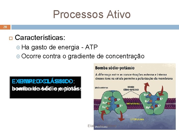 Processos Ativo 28 Características: Ha gasto de energia - ATP Ocorre contra o gradiente