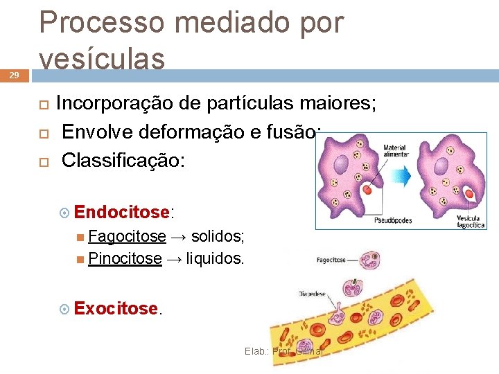 29 Processo mediado por vesículas Incorporação de partículas maiores; Envolve deformação e fusão; Classificação: