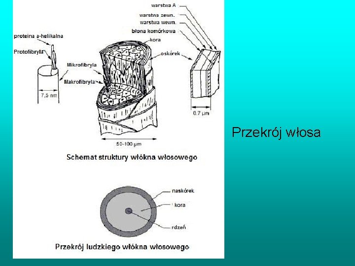  • Przekrój włosa 