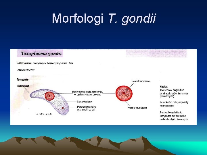 Morfologi T. gondii 