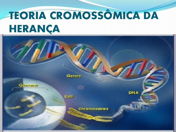 TEORIA CROMOSSÔMICA DA HERANÇA 