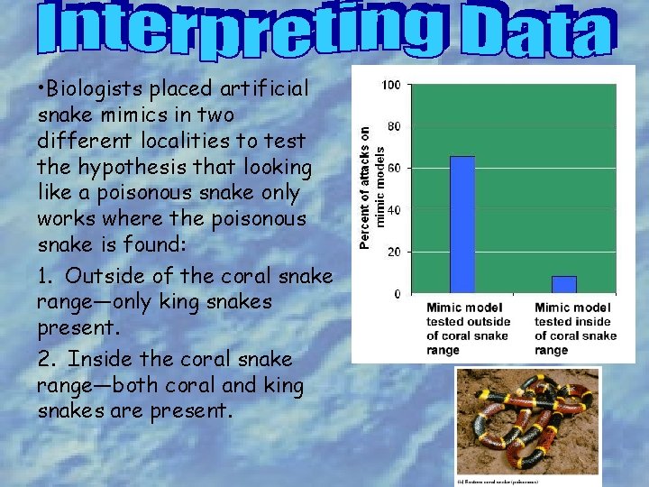  • Biologists placed artificial snake mimics in two different localities to test the