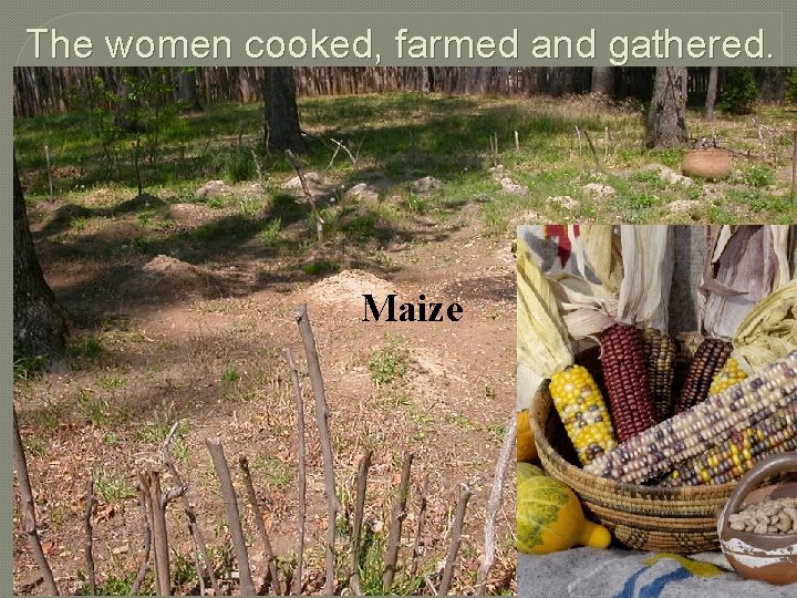 The women cooked, farmed and gathered. Maize 