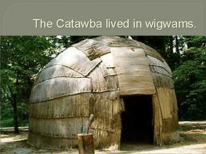The Catawba lived in wigwams. 