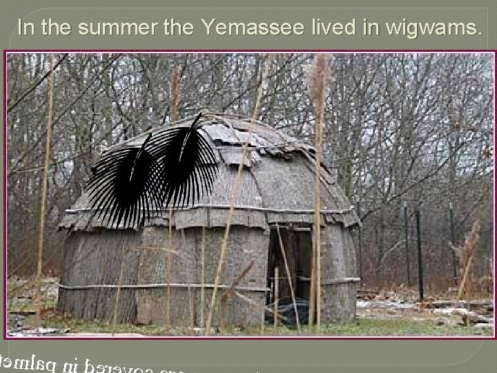 In the summer the Yemassee lived in wigwams. emlap n 
